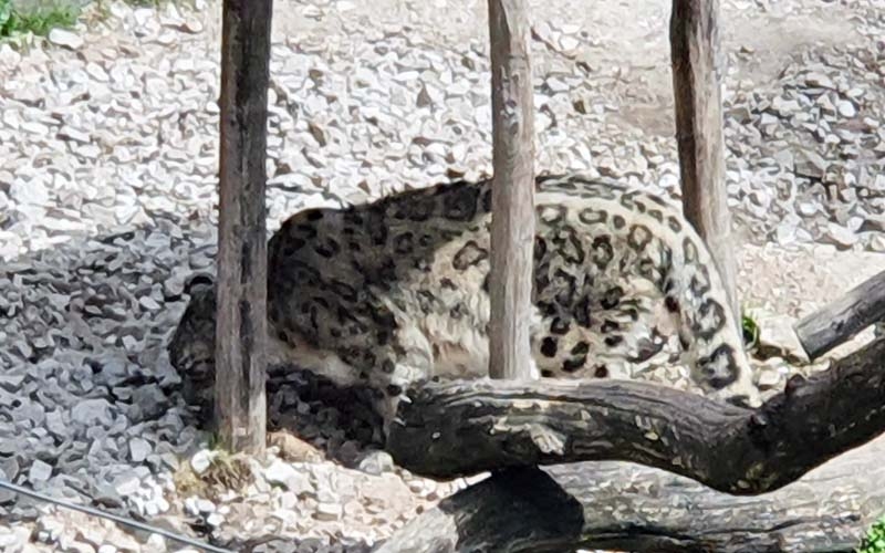 Ein bisschen versteckt - ein Schneeleopard