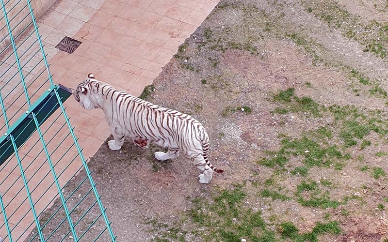 Die weißen Tiger vom weißen Zoo in Kernhof