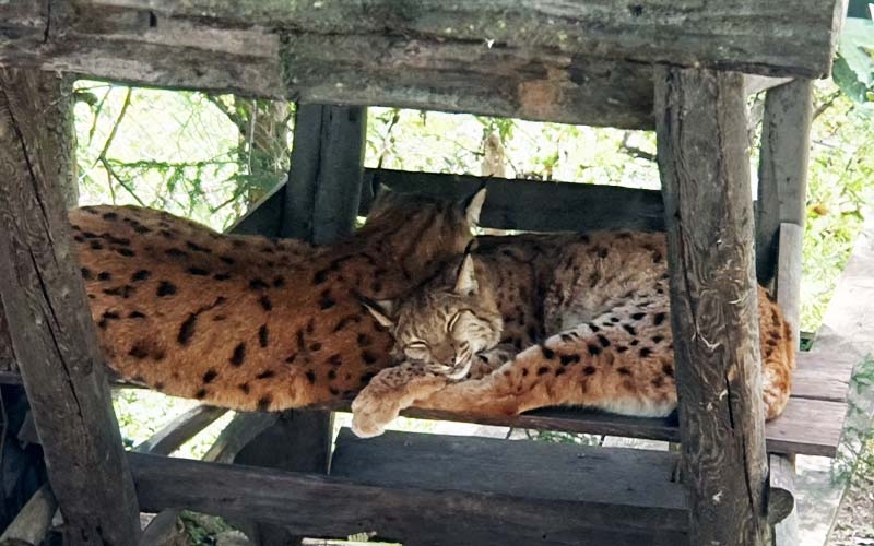 Im Weißen Zoo in Kernhof