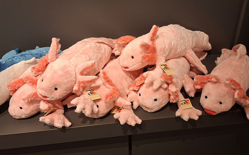 Ob ich mir nicht doch noch so einen kleinen Axolotl hole?