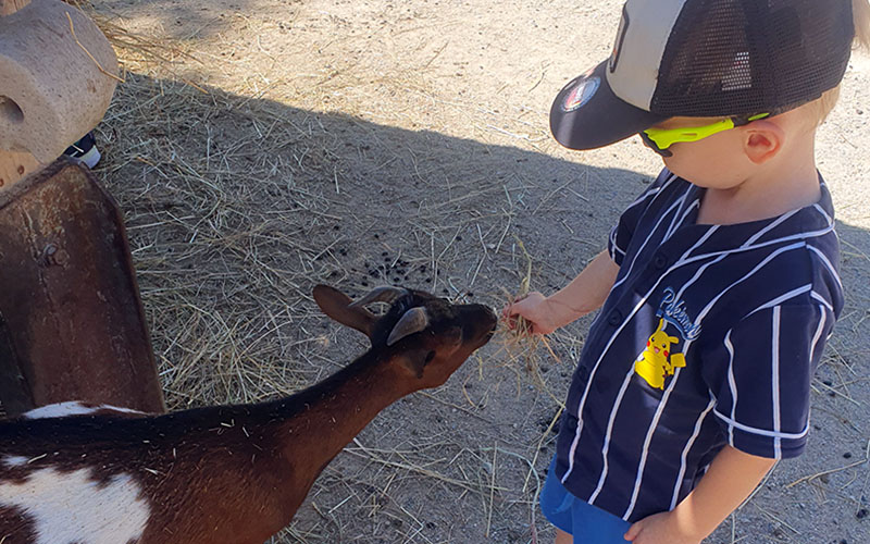 Beim Ziegen füttern