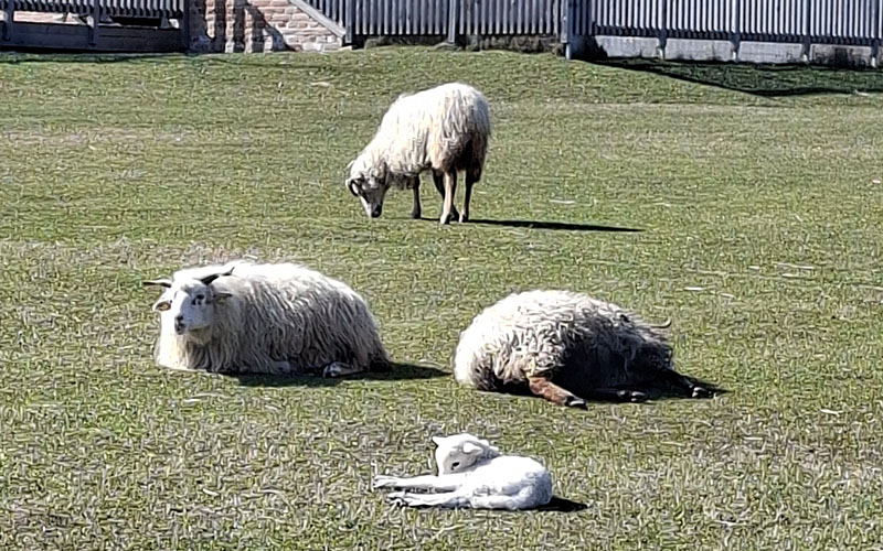 Ein kleines Lämmchen