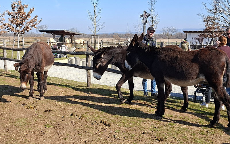 Die Esel hoffen immer auf Futter