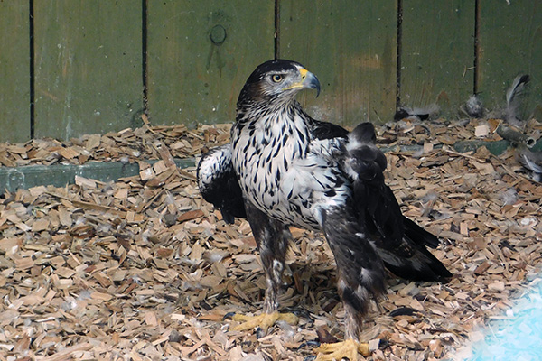 Manche blicken ganz interessiert zum Besucher