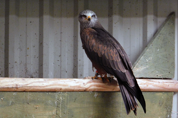 Im Greifvogelzentrum Schloss Waldreichs