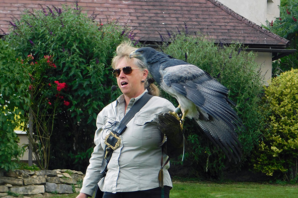 Im Greifvogelzentrum Waldreichs bei der Flugshow