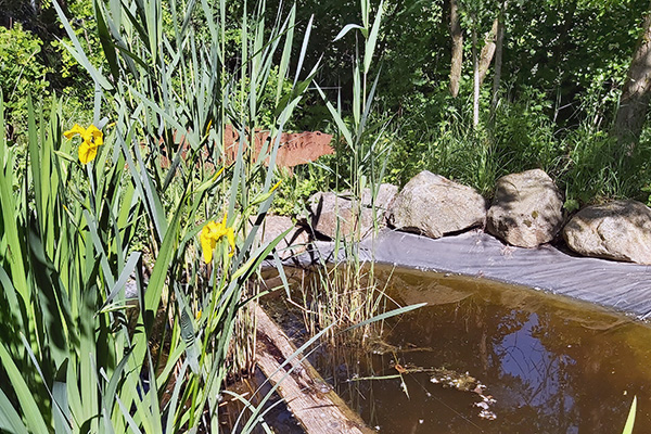 Beim Teich gibt es auch lebende Kröten zu sehen