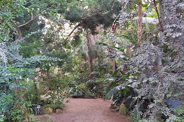 Wilde Pracht im Palmenhaus