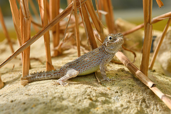 Den Kleinen haben wir sehr bewundert: ein Skorpionschwanzgecko (Foto © Norbert Potensky)