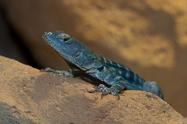 Den blauen Kameraden dürfen wir das nächste Mal auch nicht verpassen: ein blauer Felsenleguan (Foto © Petra Urbanek) Den blauen Kameraden dürfen wir das nächste Mal auch nicht verpassen: ein blauer Felsenleguan (Foto © Petra Urbanek)