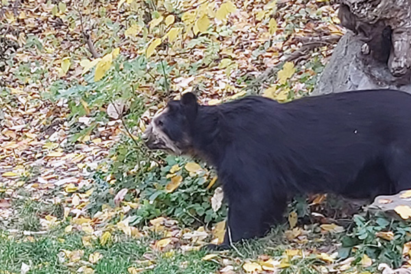 Der Brillenbär ist nicht so gesellig wie die Eisbären