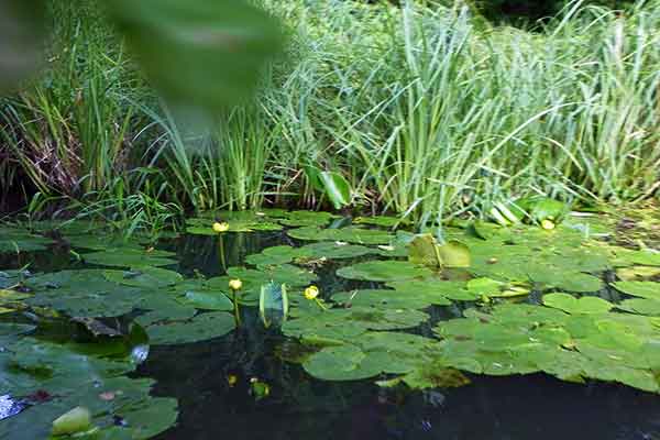 Im Stadtpark