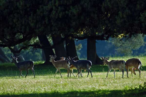 Brijuni Nationalpark (Foto © Brijuni Nationalpark)