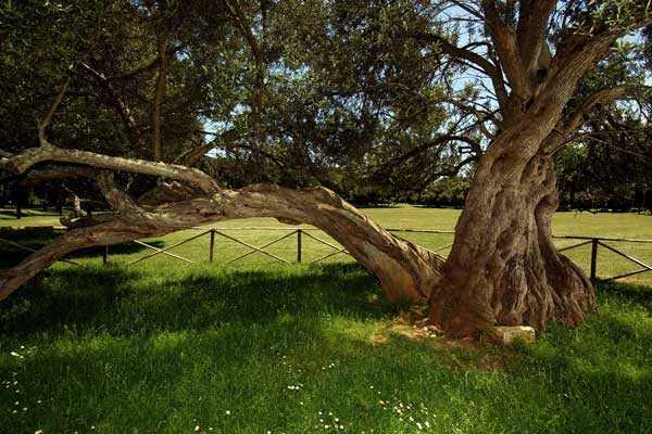 Brijuni Nationalparkt (Foto © Brijuni Nationalpark)