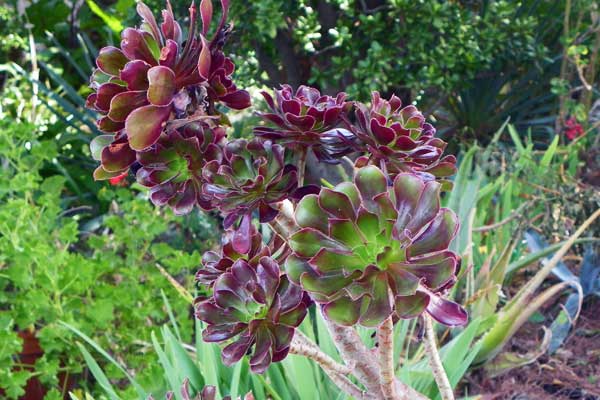 Bei einem kleinen Spaziergang sieht man schöne Blumen