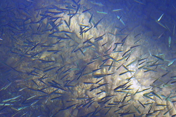 Kristallklares Wasser und jede Menge Fischlein