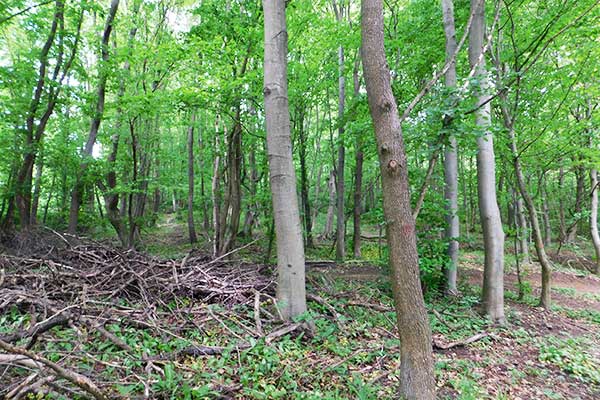 Hier wird nicht aufgeräumt: Die Holzreste sind guter Dünger für den Boden und Heim für Käfer