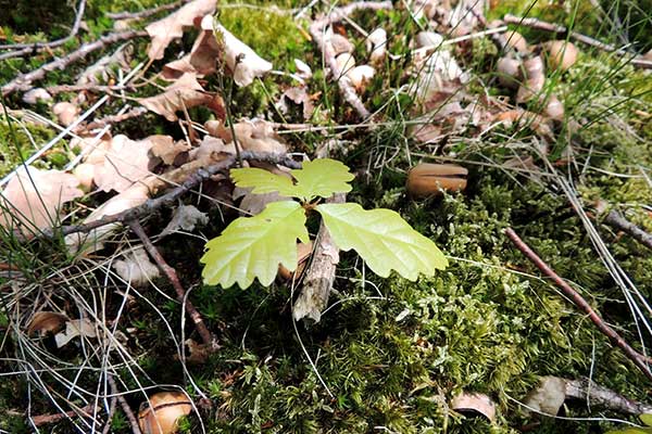 Naturverjüngung Eiche (Foto © ÖBF, Patricia Lechner)