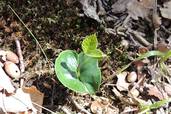 Naturverjüngung Rotbuche (Foto © ÖBF, Patricia Lechner)