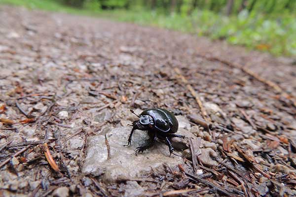 Hättet ihr ihn erkannt, den Waldmistkäfer? (Foto © Österreichische Bundesforste, Patricia Lechner)