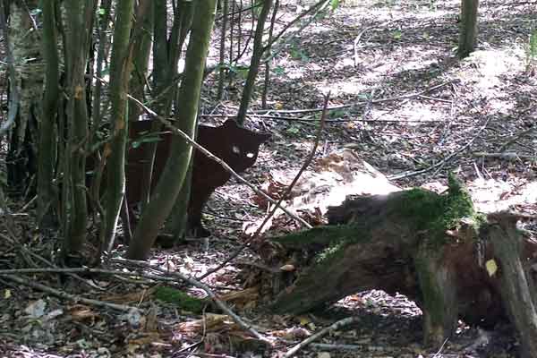 Der Wildkatzenweg im Nationalpark Thayatal