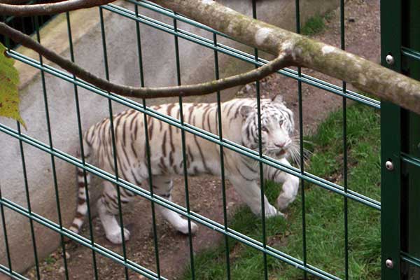 Die weißen Tiger haben wieder Nachwuchs