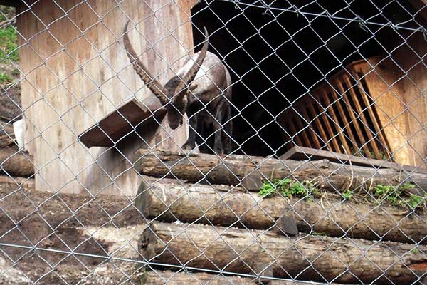 Kameltheater Kernhof und weißer Zoo