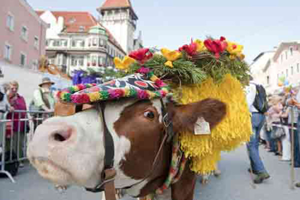 Almabtrieb Kufstein (Foto © TVB Kufsteinerland) 