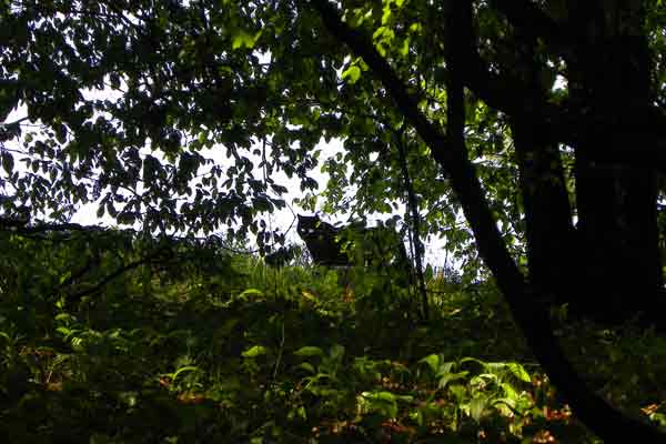 Am Wildkatzenweg muss man ganz genau beobachten