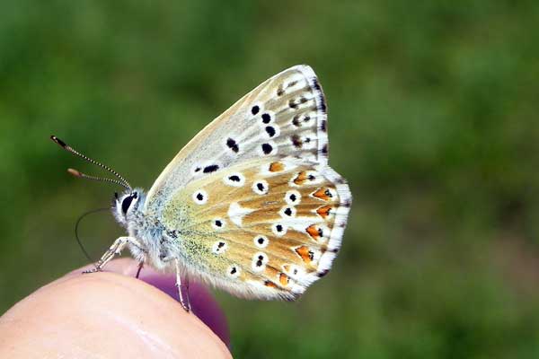 Ein zutraulicher Schmetterling