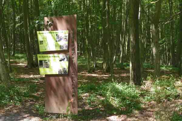 Am Wildkatzenweg kann man vieles über die scheuen Bewohner des Nationalparks erfahren