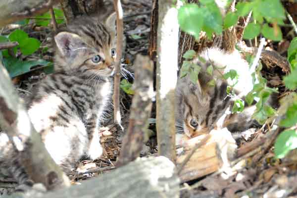 Jungkatzen (Foto © Nationalpark Thayatal, Ch. Übl)