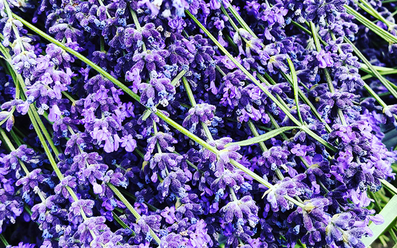 Duftender Lavendel aus Parndorf