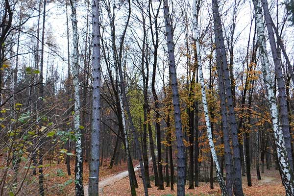 Spaziergang im Wald