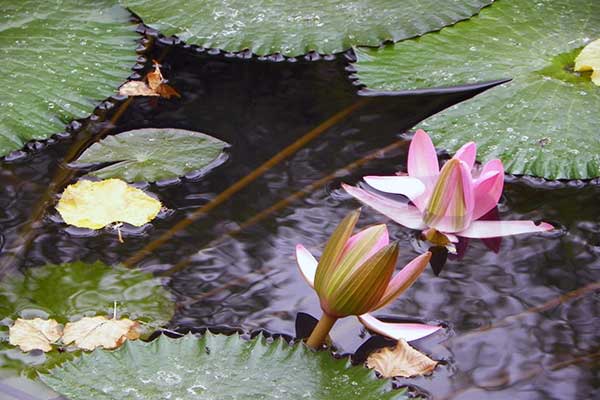 Die kleinen Teiche im Kurpark