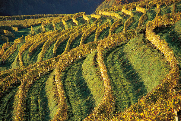 Die Terrassen der Weingärten (Foto © Ormož)