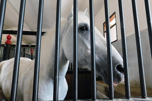 Lipizzaner sind neugierig