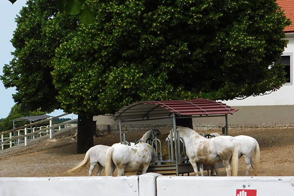 Lipizzaner in Lipica