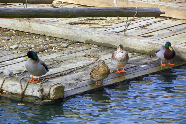 Treffen am Floß