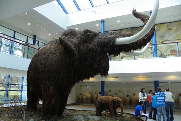 Ein Mammut im Athropos Pavillon in Brünnin Brünn