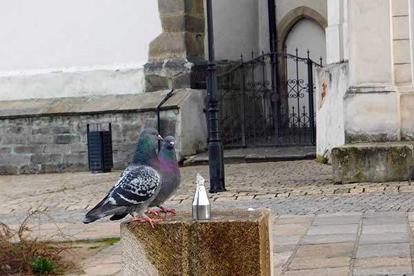 Tauben laben sich am Brunnen vor der Dekankirche