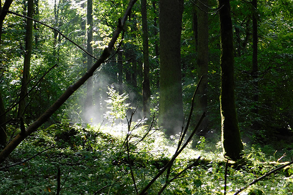 Mystisch - der Böhmerwald