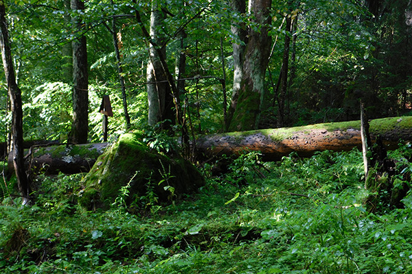 Im Böhmerwald