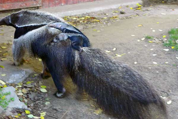 Der Ameisenbär mit seinem Jungen am Rücken