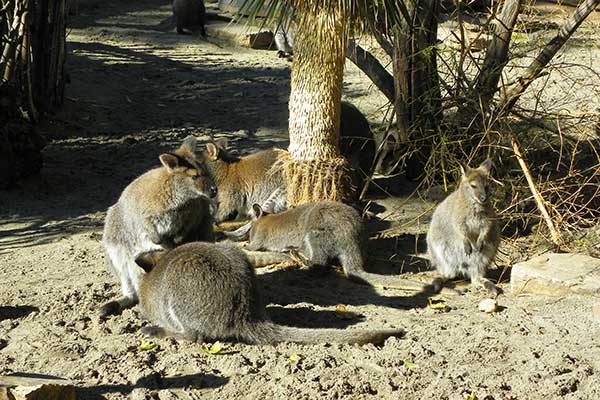 Die Känguruhs im Zoo