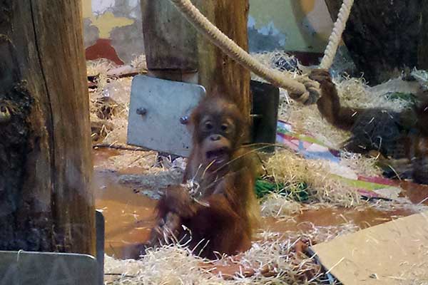 Der kleine Orang Utan im Budapester Zoo