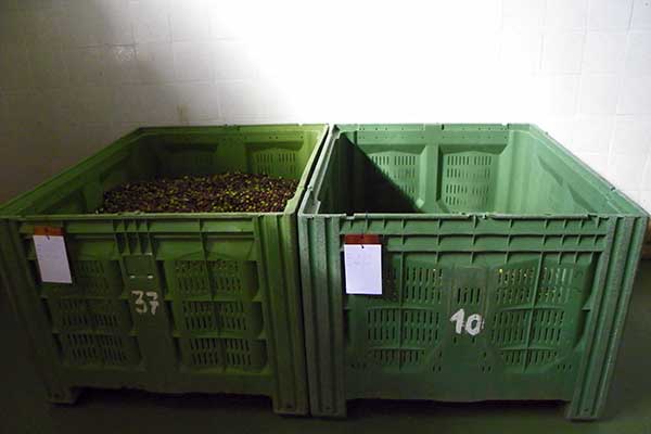 In den Kisten werden die Oliven gesammelt und gewogen