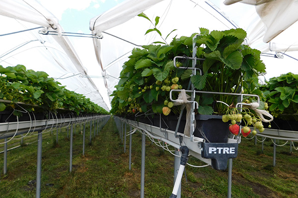 Durch vier verschiedene Sorten wird die Erntezeit verlängert