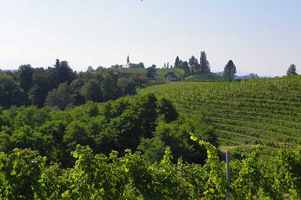 In der Umgebung von Ormož liegen die Weinberge der Familie Puklavec & friends