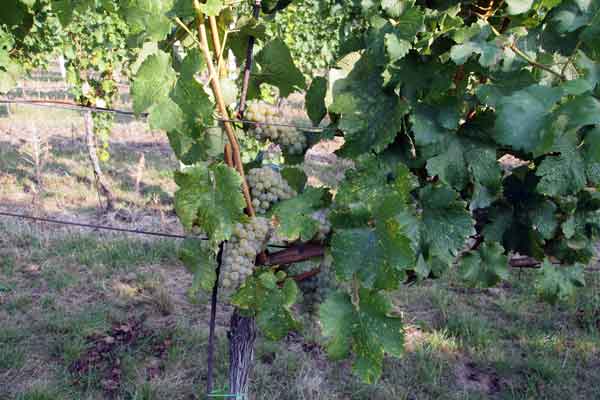 Weinlagen bei Mikulov